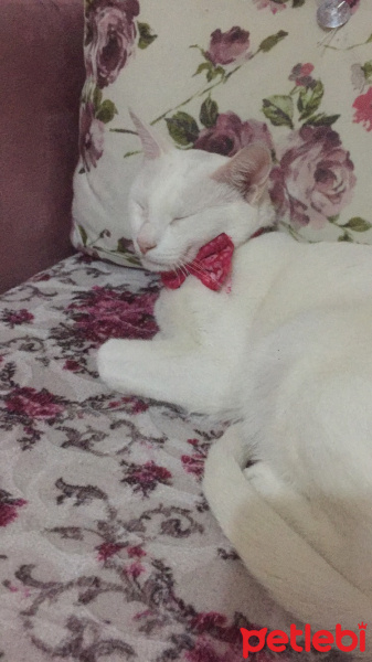 Ankara Kedisi, Kedi  Maya fotoğrafı