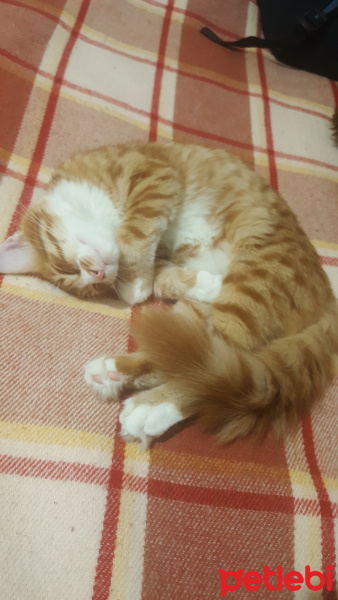 Sarman, Kedi  Aslan fotoğrafı