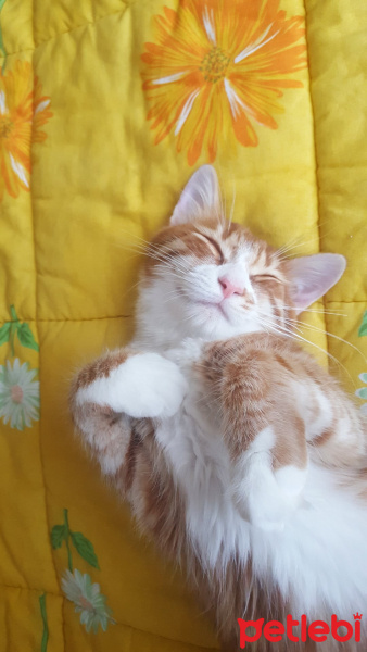 Sarman, Kedi  Aslan fotoğrafı