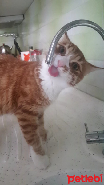 Sarman, Kedi  Aslan fotoğrafı