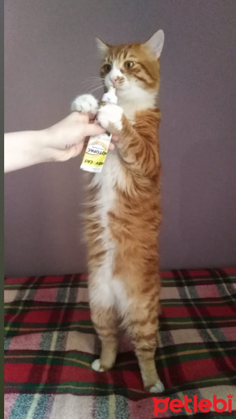 Sarman, Kedi  Aslan fotoğrafı