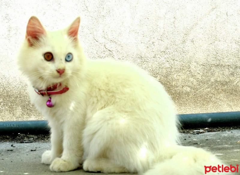 Ankara Kedisi, Kedi  Yumak fotoğrafı