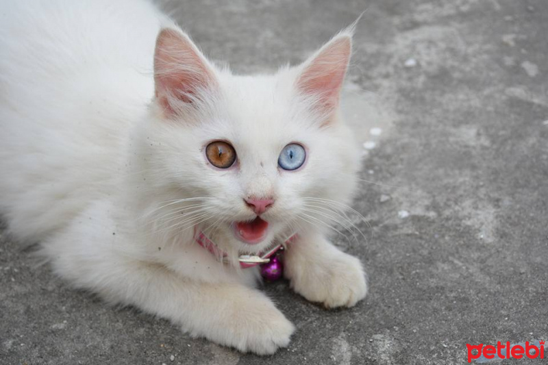 Ankara Kedisi, Kedi  Yumak fotoğrafı