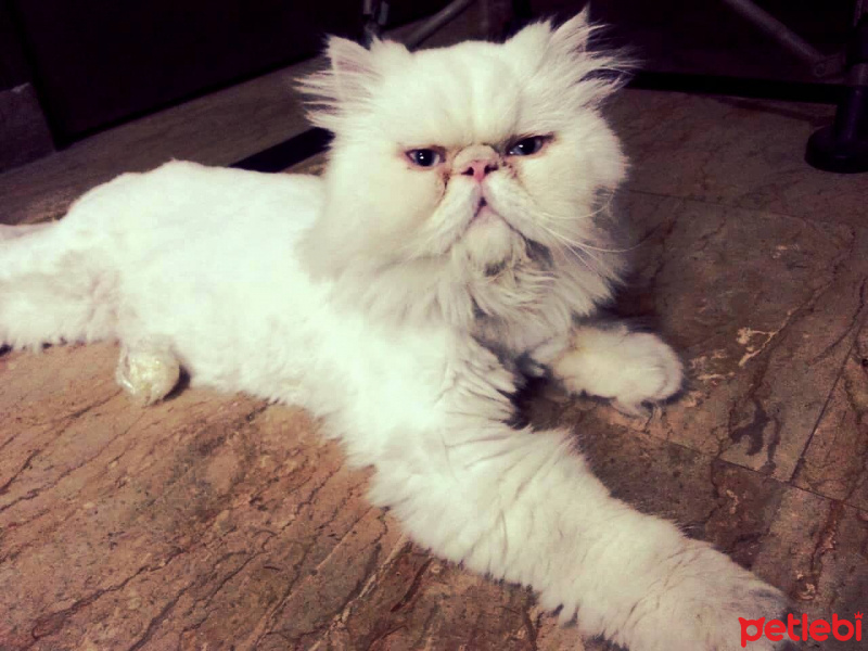 İran Kedisi (Persian), Kedi  Arya fotoğrafı