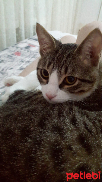 Tekir Kedi, Kedi  Behlül fotoğrafı