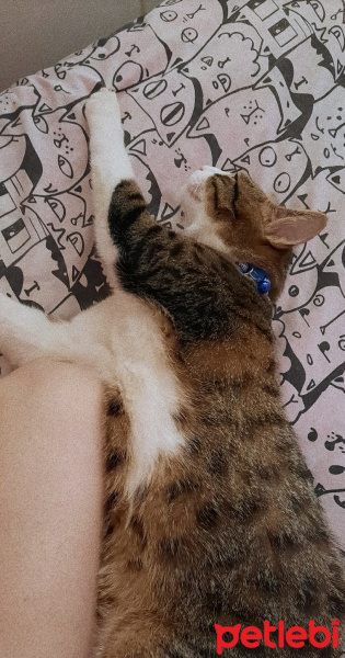 Tekir Kedi, Kedi  Behlül fotoğrafı