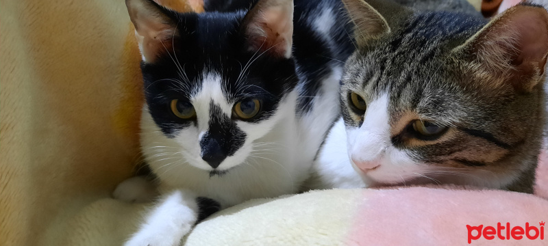 Tekir Kedi, Kedi  Behlül fotoğrafı