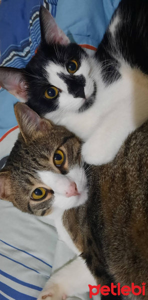 Tekir Kedi, Kedi  Behlül fotoğrafı