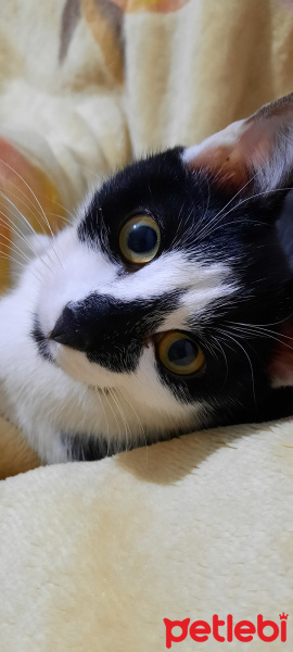 Tuxedo (Smokin) Kedi, Kedi  İnci fotoğrafı