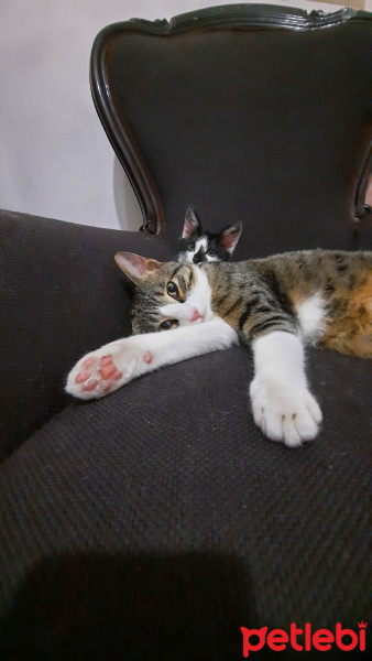 Tuxedo (Smokin) Kedi, Kedi  İnci fotoğrafı