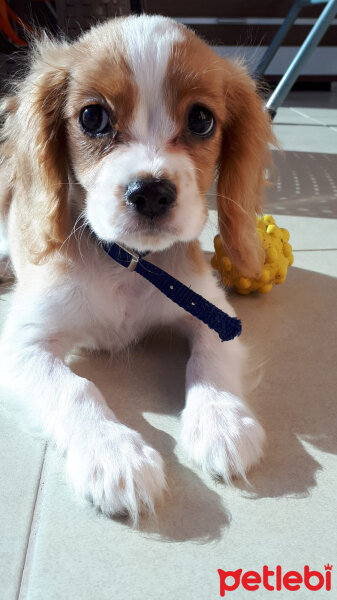 Cavalier King Charles Spanieli, Köpek  Fındık fotoğrafı