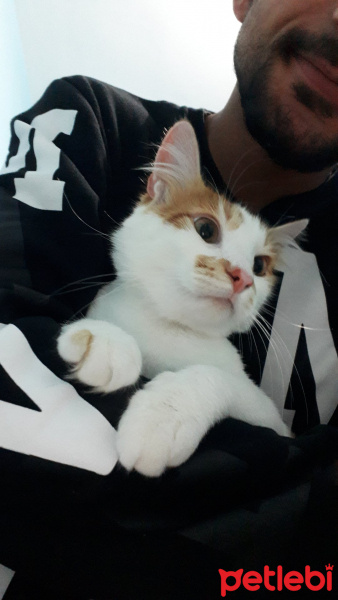 Tekir Kedi, Kedi  Mitat fotoğrafı