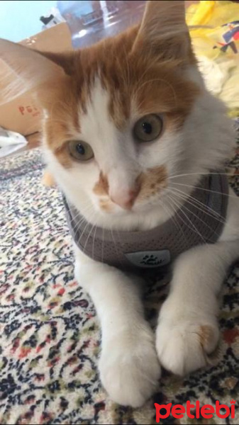 Tekir Kedi, Kedi  Mitat fotoğrafı