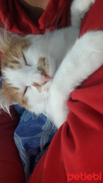 Tekir Kedi, Kedi  Mitat fotoğrafı