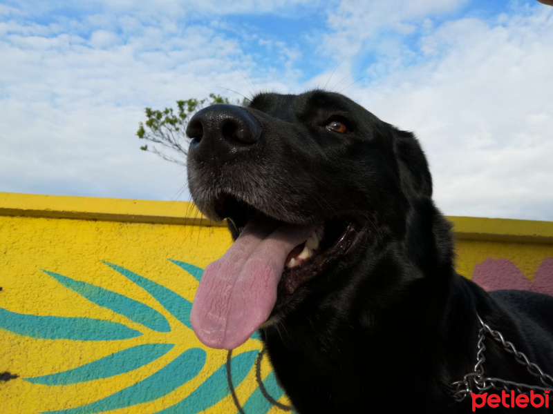 Labrador Retriever, Köpek  Faroz B fotoğrafı