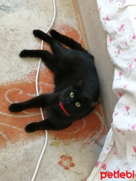Bombay, Kedi  Kuduret B fotoğrafı