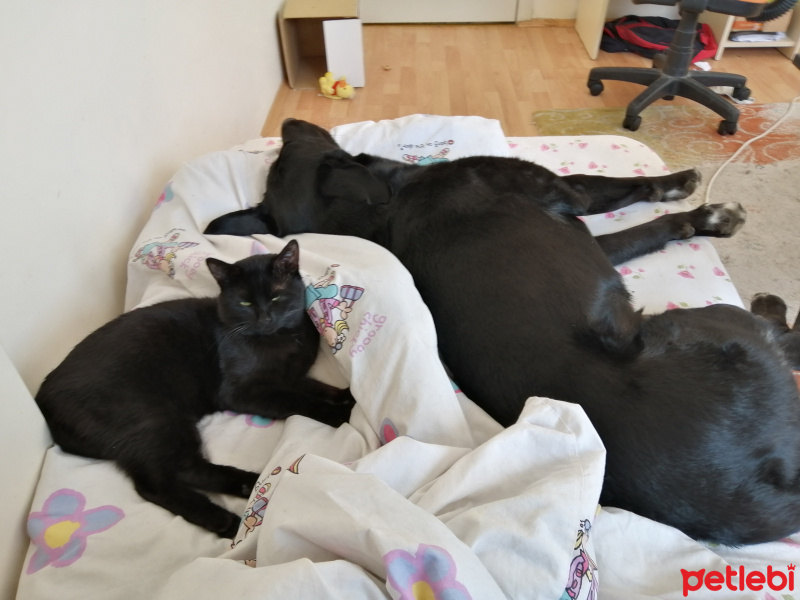 Bombay, Kedi  Kuduret B fotoğrafı