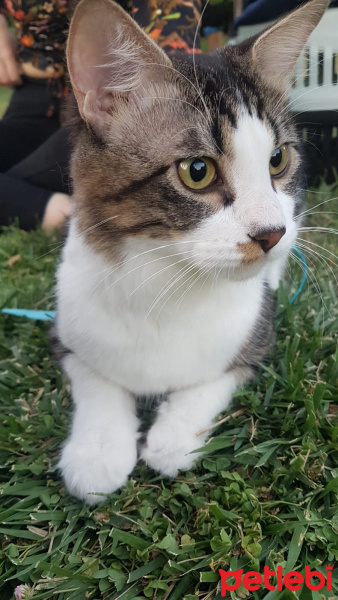 Tekir Kedi, Kedi  Oğlumuz Zeusa ömürlük yuva arıyoruz fotoğrafı