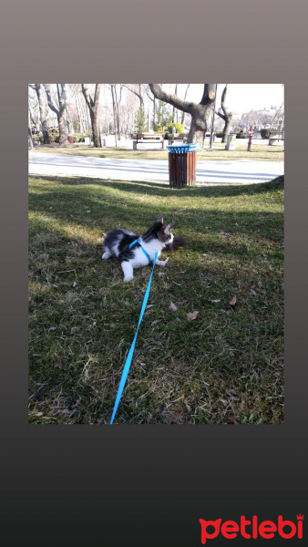 Tekir Kedi, Kedi  Oğlumuz Zeusa ömürlük yuva arıyoruz fotoğrafı