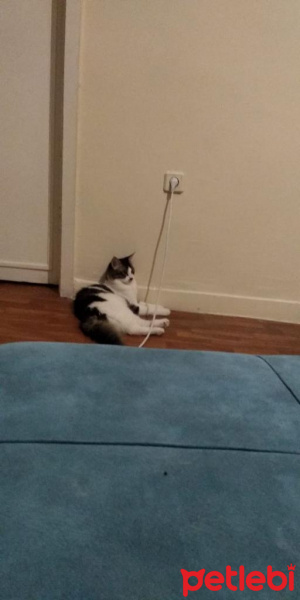 Tekir Kedi, Kedi  Oğlumuz Zeusa ömürlük yuva arıyoruz fotoğrafı