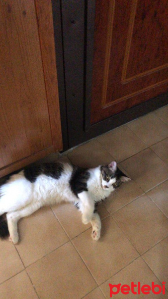 Tekir Kedi, Kedi  Oğlumuz Zeusa ömürlük yuva arıyoruz fotoğrafı
