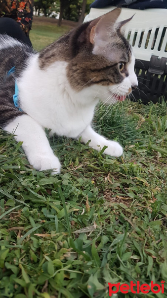 Tekir Kedi, Kedi  Oğlumuz Zeusa ömürlük yuva arıyoruz fotoğrafı