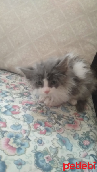 Tekir Kedi, Kedi  Duman fotoğrafı