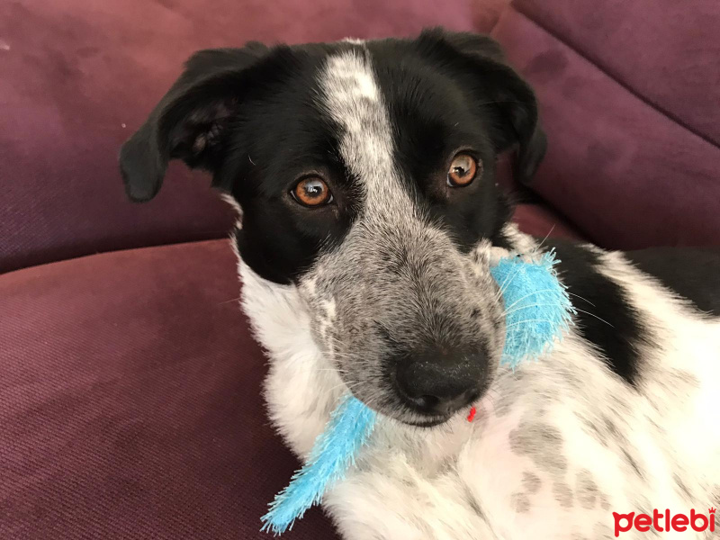 Sokö (Sokak Köpeği), Köpek  Roxanne fotoğrafı