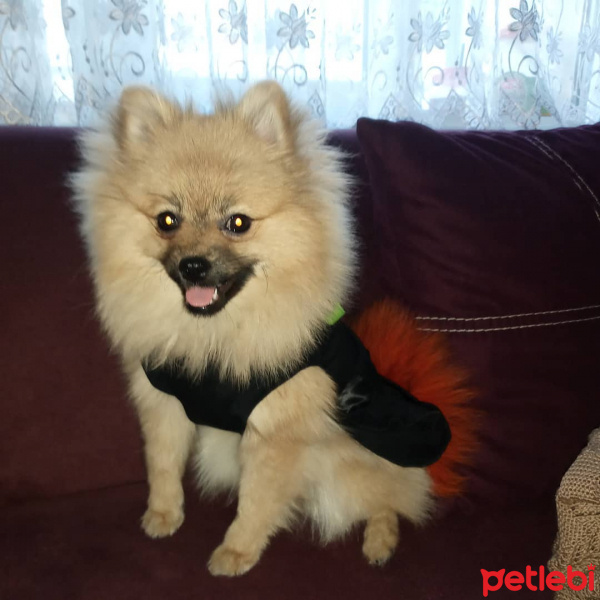 Pomeranyalı, Köpek  paris fotoğrafı