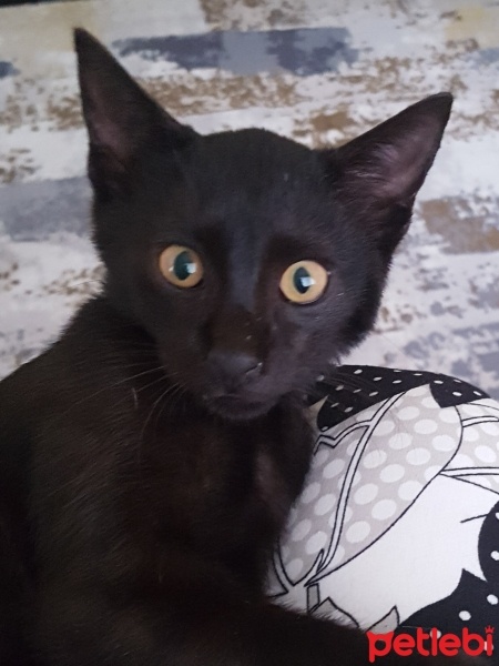 Tekir Kedi, Kedi  karam fotoğrafı