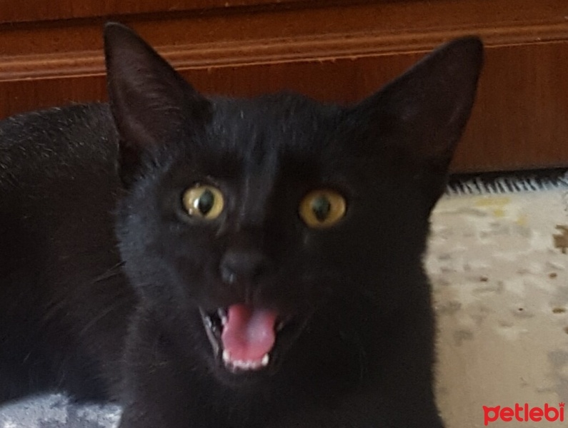 Tekir Kedi, Kedi  karam fotoğrafı