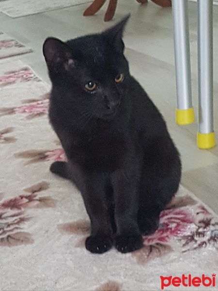Tekir Kedi, Kedi  karam fotoğrafı