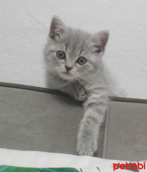 Scottish Fold, Kedi  Paşa fotoğrafı