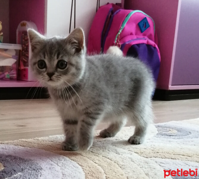 Scottish Fold, Kedi  Paşa fotoğrafı