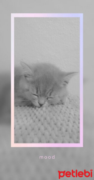 Scottish Fold, Kedi  Paşa fotoğrafı