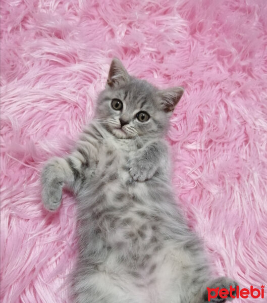 Scottish Fold, Kedi  Paşa fotoğrafı