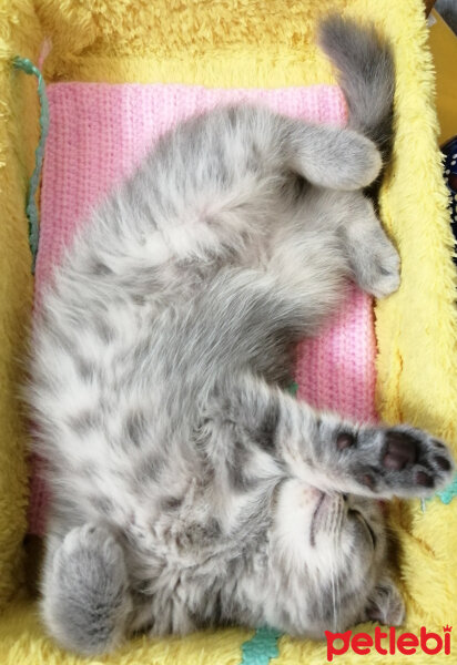 Scottish Fold, Kedi  Paşa fotoğrafı