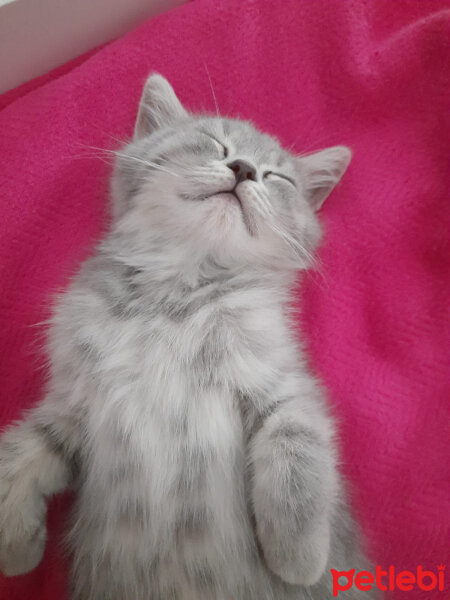 Scottish Fold, Kedi  Paşa fotoğrafı