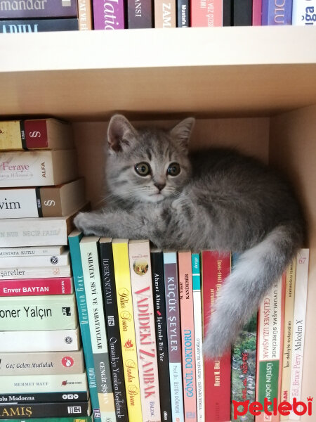 Scottish Fold, Kedi  Paşa fotoğrafı