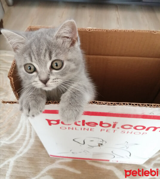 Scottish Fold, Kedi  Paşa fotoğrafı