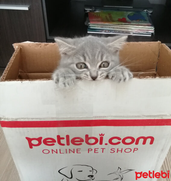 Scottish Fold, Kedi  Paşa fotoğrafı