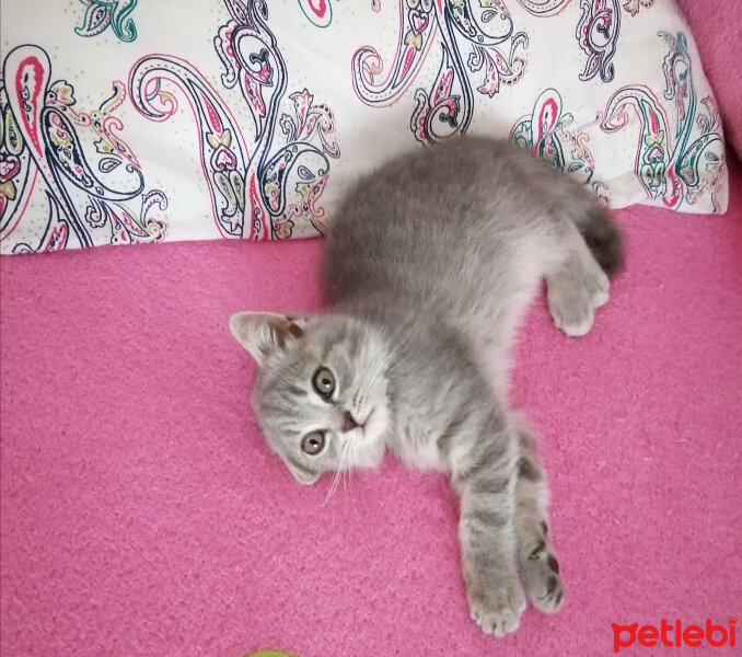 Scottish Fold, Kedi  Paşa fotoğrafı