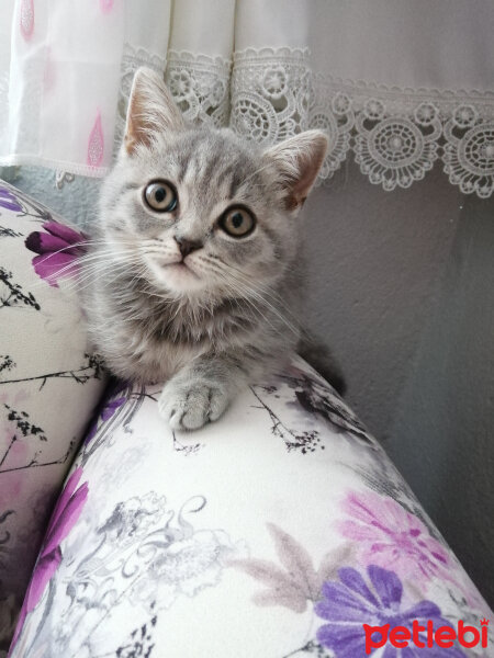 Scottish Fold, Kedi  Paşa fotoğrafı