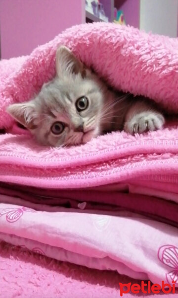 Scottish Fold, Kedi  Paşa fotoğrafı