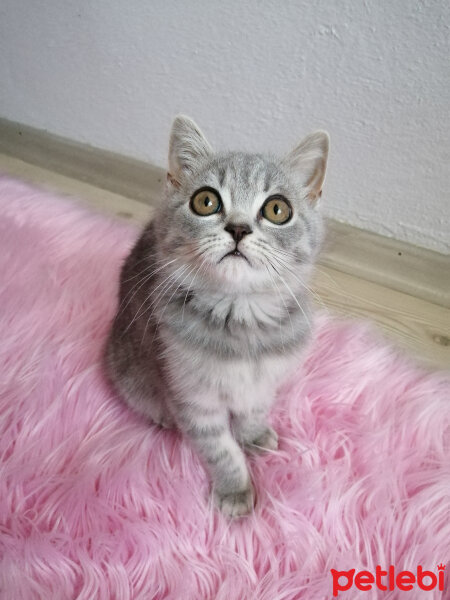 Scottish Fold, Kedi  Paşa fotoğrafı