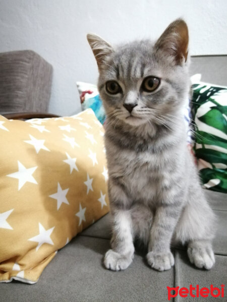 Scottish Fold, Kedi  Paşa fotoğrafı