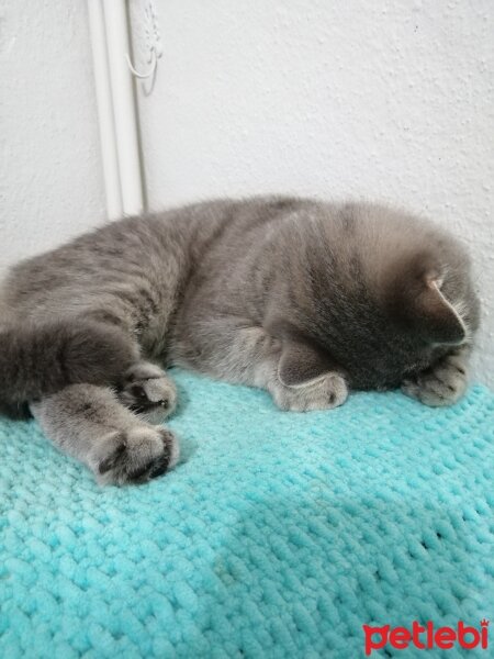 Scottish Fold, Kedi  Paşa fotoğrafı