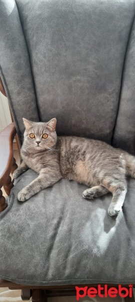 Scottish Fold, Kedi  Paşa fotoğrafı