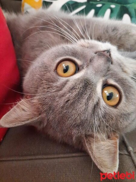 Scottish Fold, Kedi  Paşa fotoğrafı