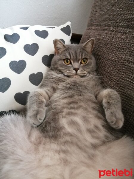 Scottish Fold, Kedi  Paşa fotoğrafı